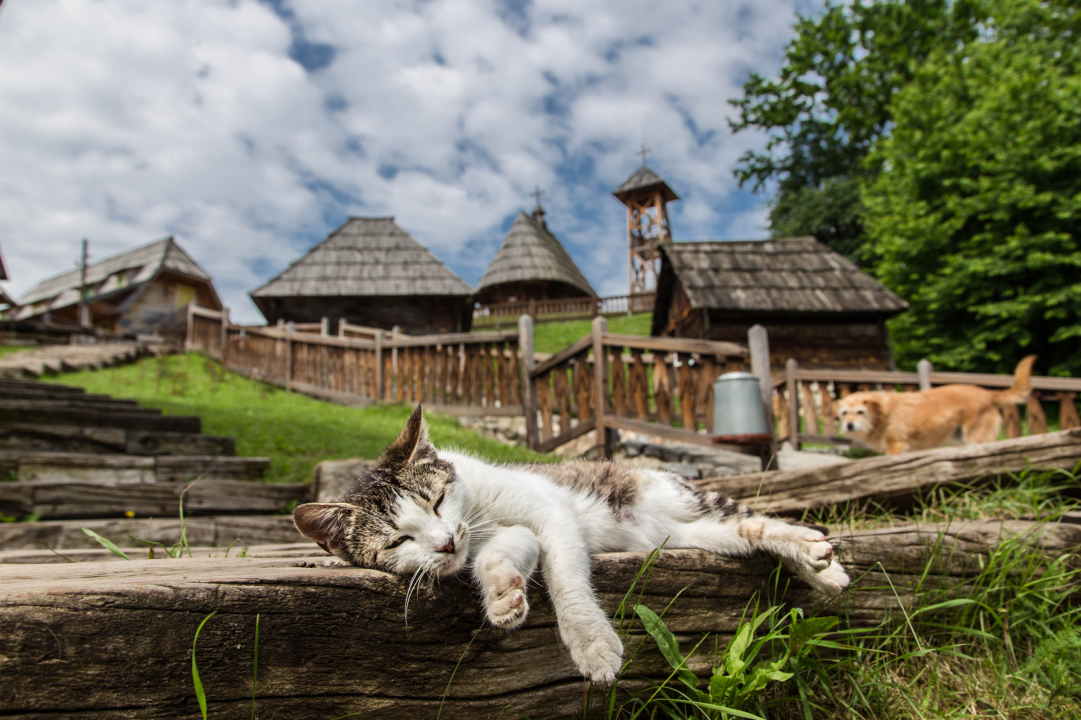 Ovo su najbolje ruralne fotografije u 2023. godini