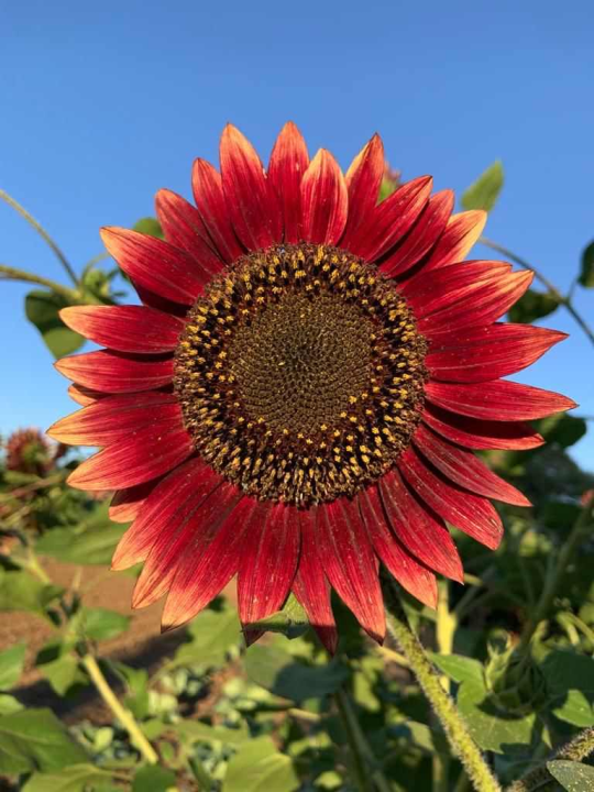  Obitelj Beader na Petrovom polju uzgojila batat težak 4,2 kilograma: 'Ovaj kraj ima toliko neiskorištenog potencijala'