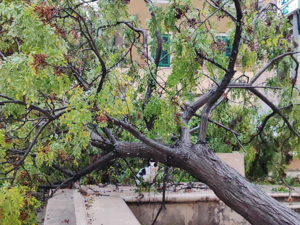 Olujni vjetar napravio kaos po gradu: Srušen rasvjetni stup na Starom pazaru, motori 'polegli' na Baldekinu...