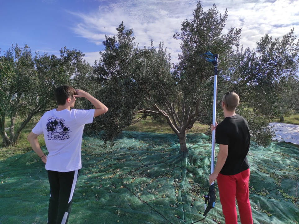 Učenici šibenske Strukovne škole beru masline u školskom masliniku: 'Imamo dobar urod'