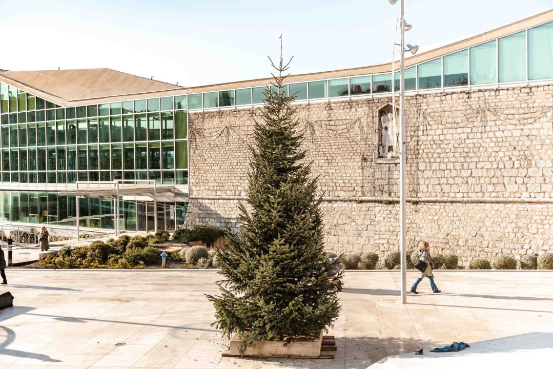Stigao blagdanski bor na Poljanu