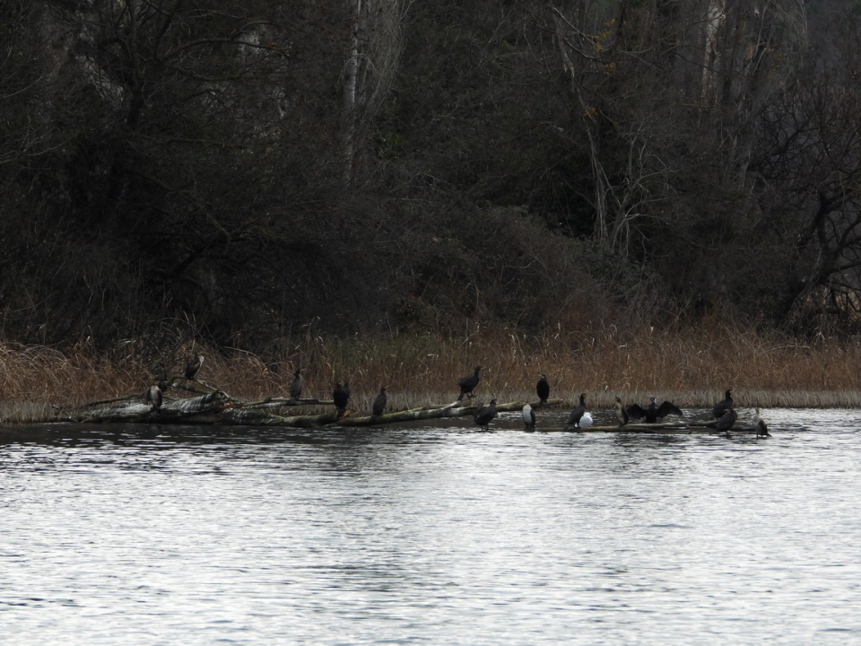 Zimsko prebrojavanje ptica vodarica u NP Krka: Najviše je liski, zabilježeno još 20 vrsta