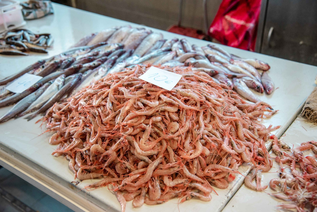 Šibenska peškarija danas nudi hamu, ribu na rubu istrebljenja u Jadranu