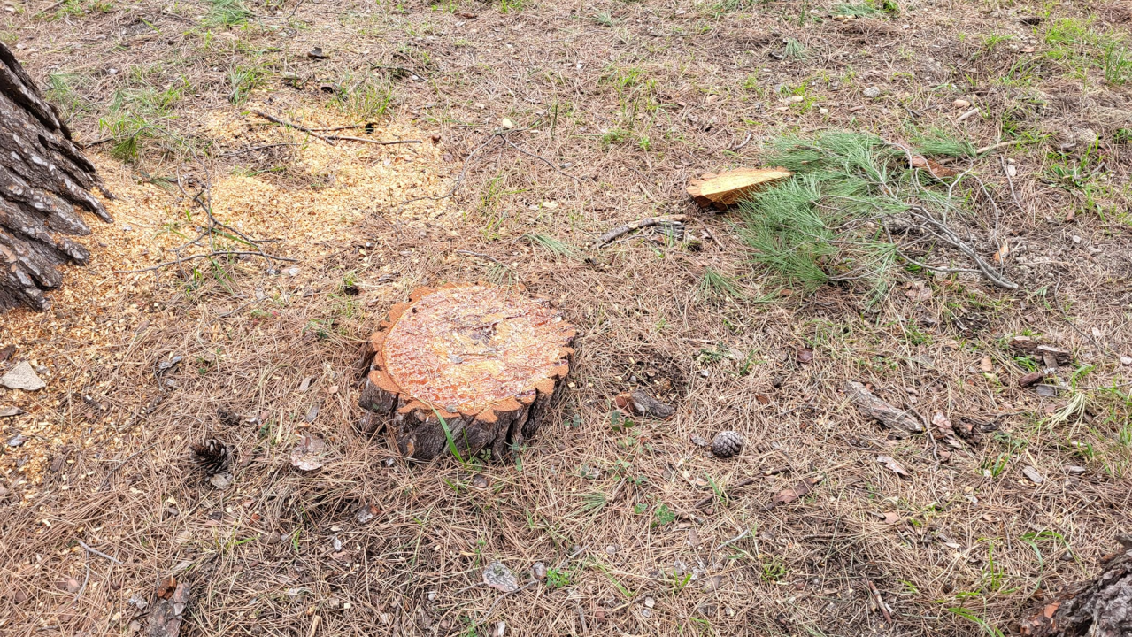 'Masakr' u parku Rasadnik na Vidicima: Sječe li Zeleni grad stabla mimo studije koju je naručio Grad?