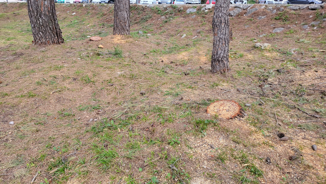 'Masakr' u parku Rasadnik na Vidicima: Sječe li Zeleni grad stabla mimo studije koju je naručio Grad?