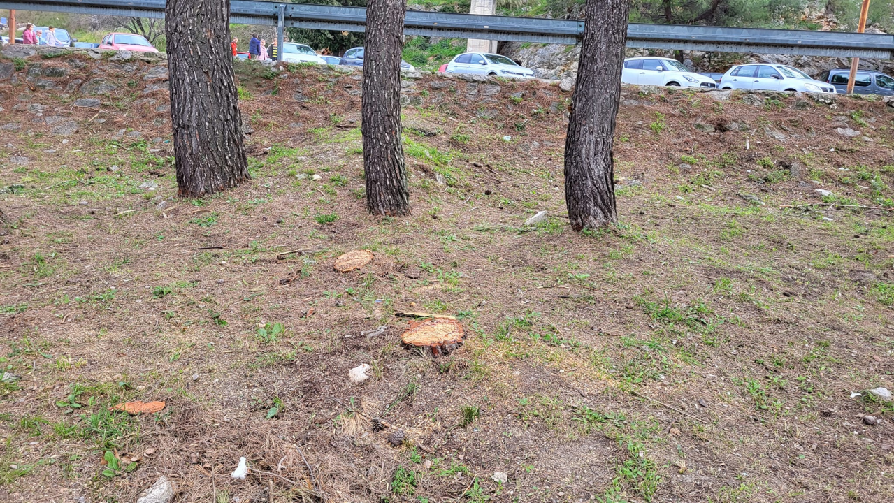 'Masakr' u parku Rasadnik na Vidicima: Sječe li Zeleni grad stabla mimo studije koju je naručio Grad?