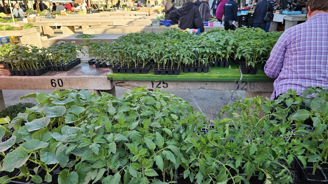 Sadnice pomidora hit na šibenskoj pijaci: 'Svi se bacili u poljoprivredu, sade po balkonima'