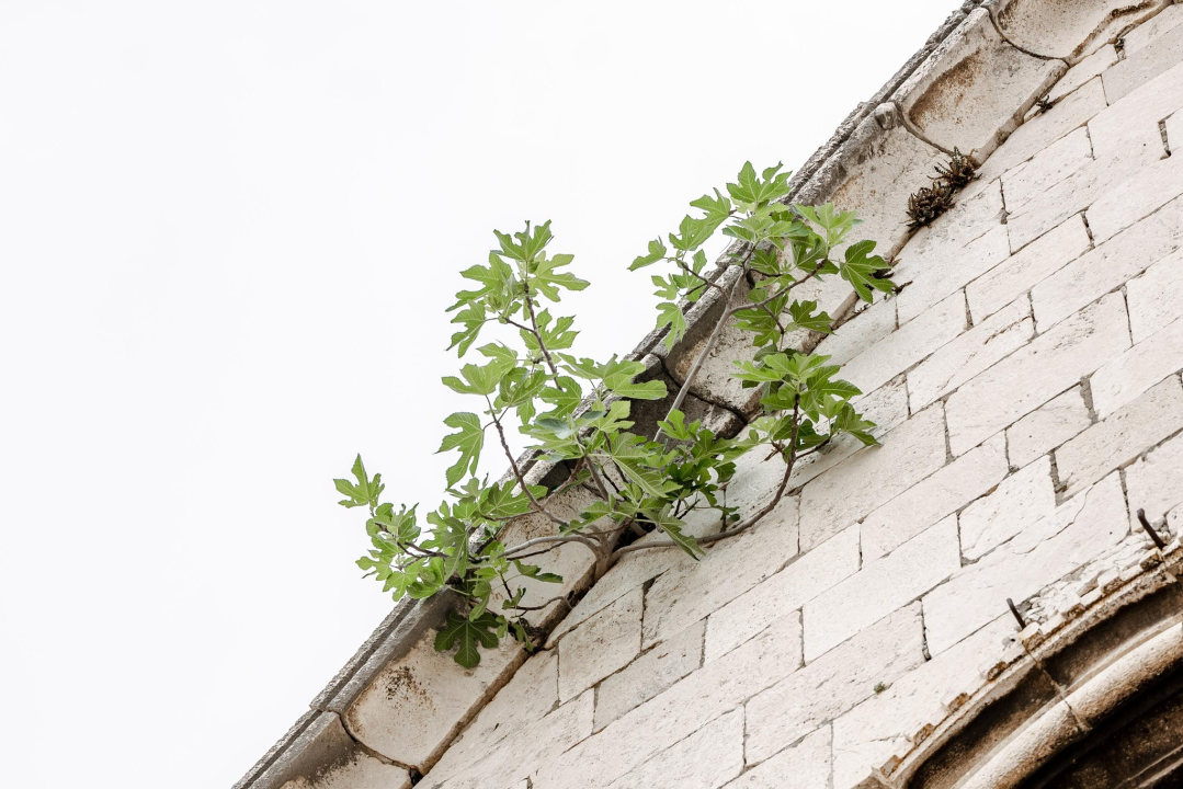 Ne da se smokva s vrha crkve sv. Frane u Šibeniku: Rezali su je, ali opet se vratila 