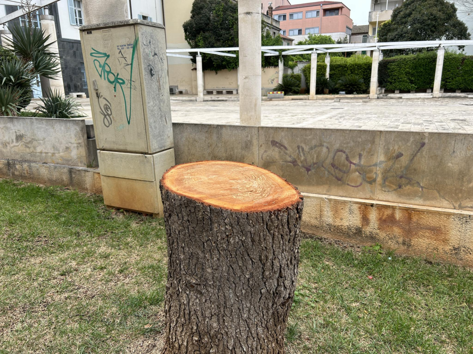 Stablo ispred Gradske uprave kapituliralo pred pilom: 'Počelo se sušiti pa smo uklonili zbog sigurnosti'