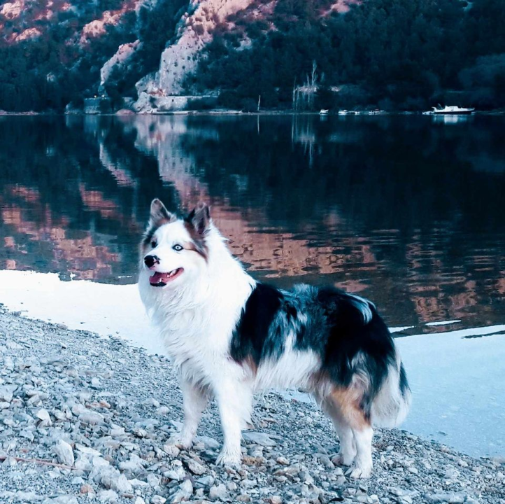 Provjerite tko su naj ljubimci 2024. godine!