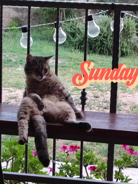 Provjerite tko su naj ljubimci 2024. godine!