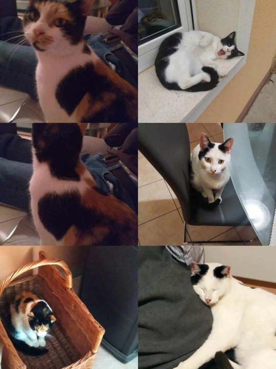 Provjerite tko su naj ljubimci 2024. godine!