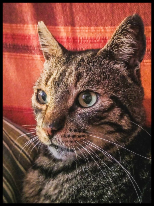 Provjerite tko su naj ljubimci 2024. godine!