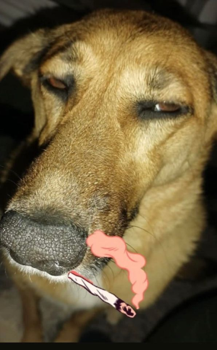 Provjerite tko su naj ljubimci 2024. godine!