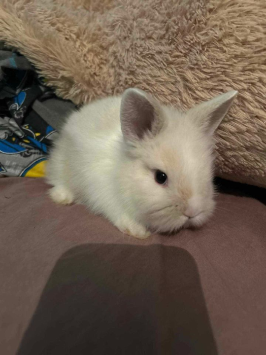 Provjerite tko su naj ljubimci 2024. godine!