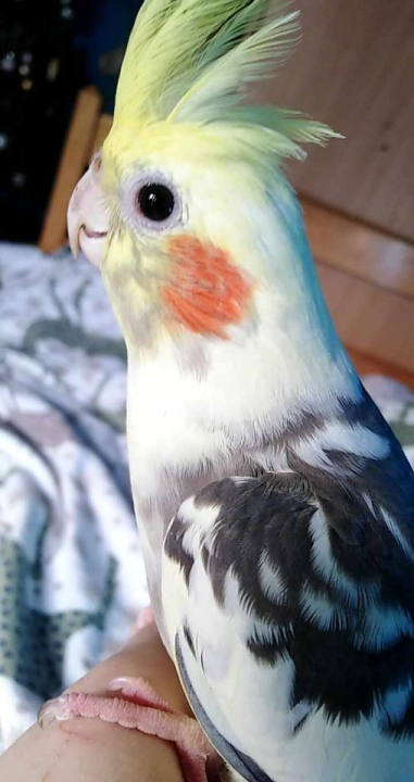 Provjerite tko su naj ljubimci 2024. godine!