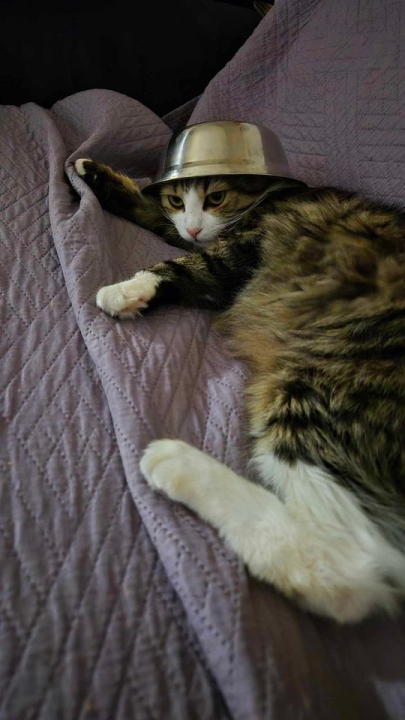 Provjerite tko su naj ljubimci 2024. godine!