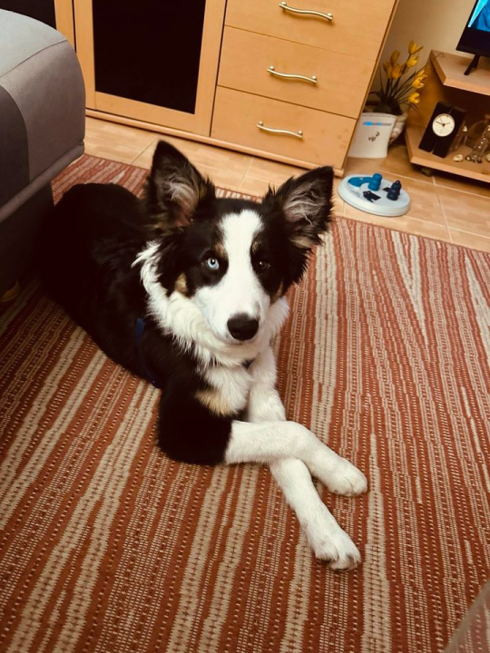 Provjerite tko su naj ljubimci 2024. godine!