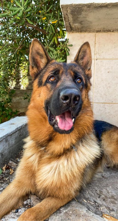 Provjerite tko su naj ljubimci 2024. godine!