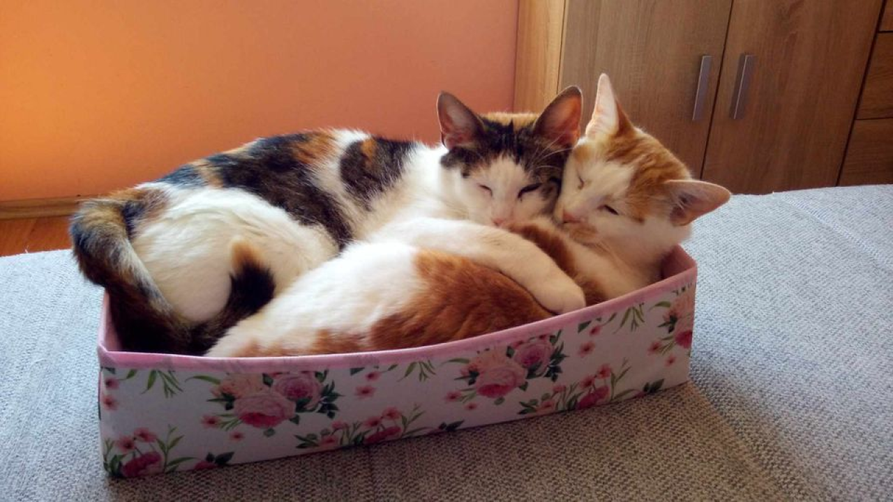 Provjerite tko su naj ljubimci 2024. godine!