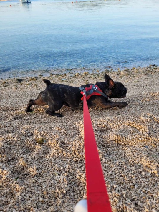 Provjerite tko su naj ljubimci 2024. godine!