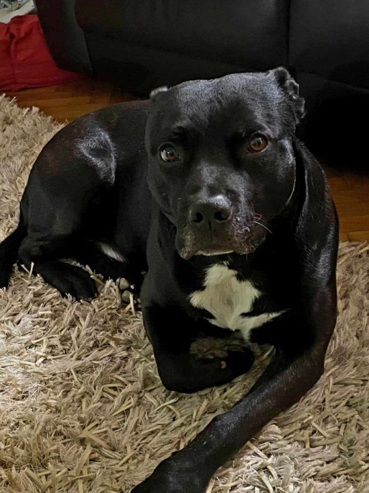 Provjerite tko su naj ljubimci 2024. godine!