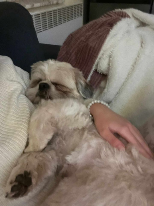 Provjerite tko su naj ljubimci 2024. godine!