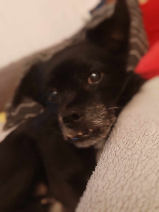 Provjerite tko su naj ljubimci 2024. godine!