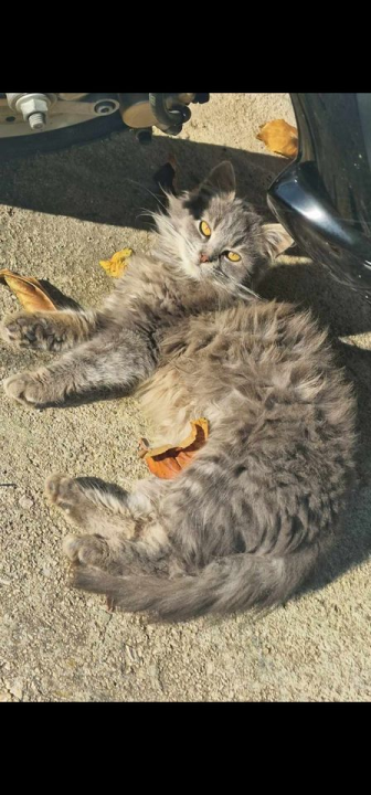 Provjerite tko su naj ljubimci 2024. godine!