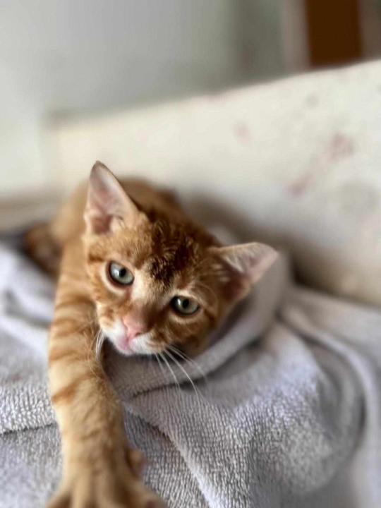 Provjerite tko su naj ljubimci 2024. godine!