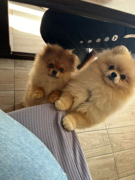 Provjerite tko su naj ljubimci 2024. godine!