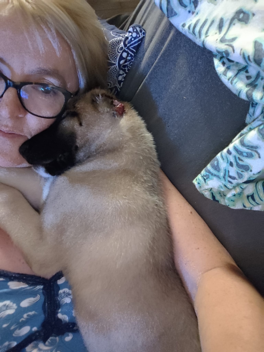 Štene kojem je netko odrezao uši sada živi na ranču kraj Vodica: 'Kod nas je dobila dom i veliku obitelj'