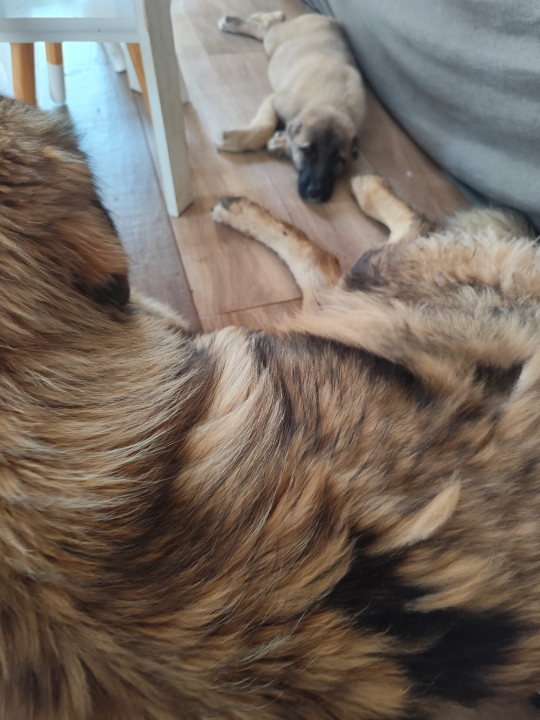 Štene kojem je netko odrezao uši sada živi na ranču kraj Vodica: 'Kod nas je dobila dom i veliku obitelj'