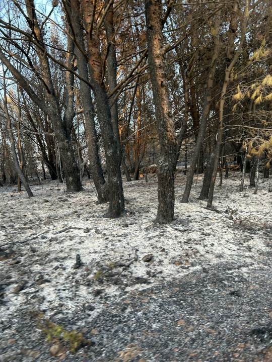U katastrofalnom požaru u skradinskom zaleđu stradale i brojne životinje