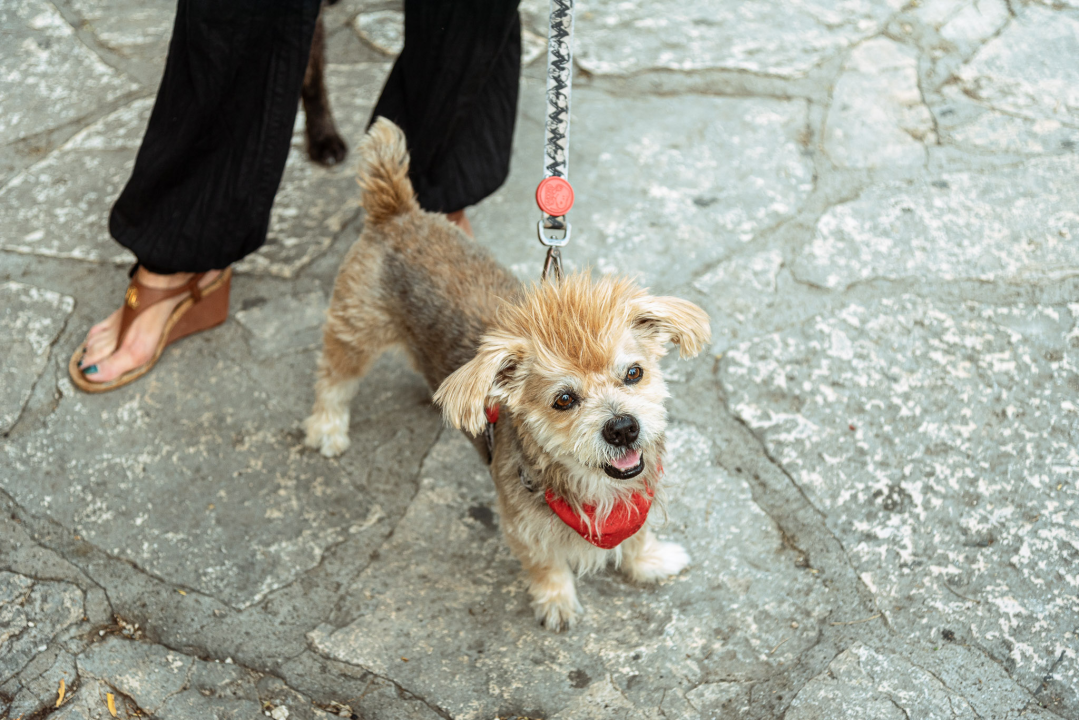 Šibenske šape rođendan proslavile izložbom pasa, tombolom i kvizom