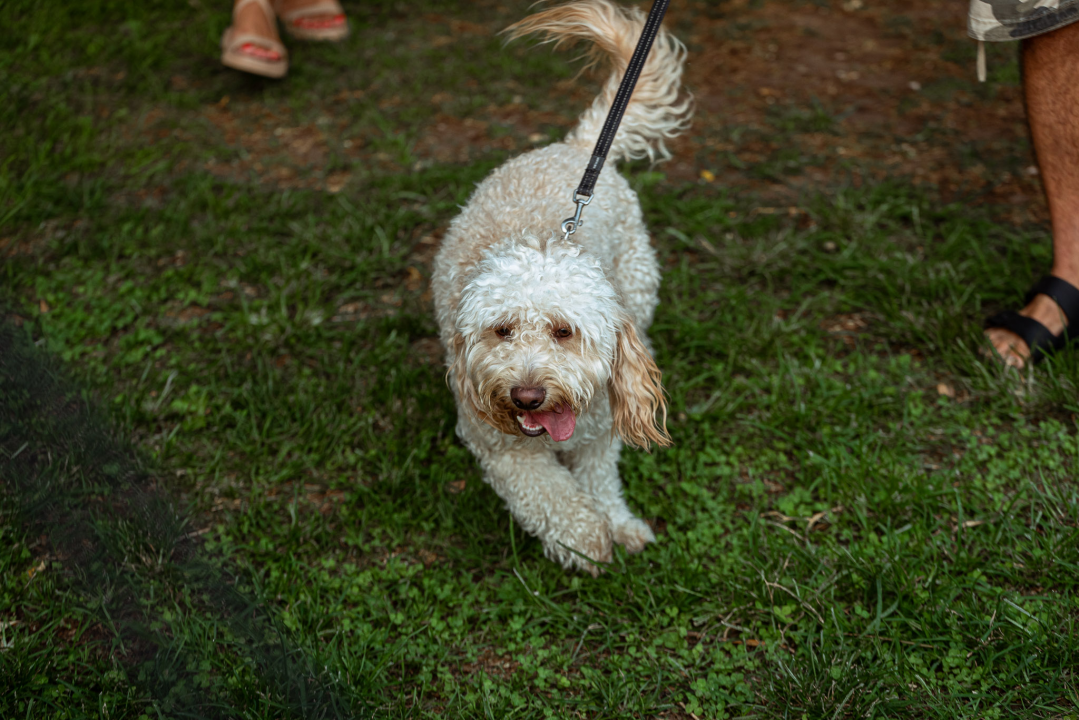 Šibenske šape rođendan proslavile izložbom pasa, tombolom i kvizom
