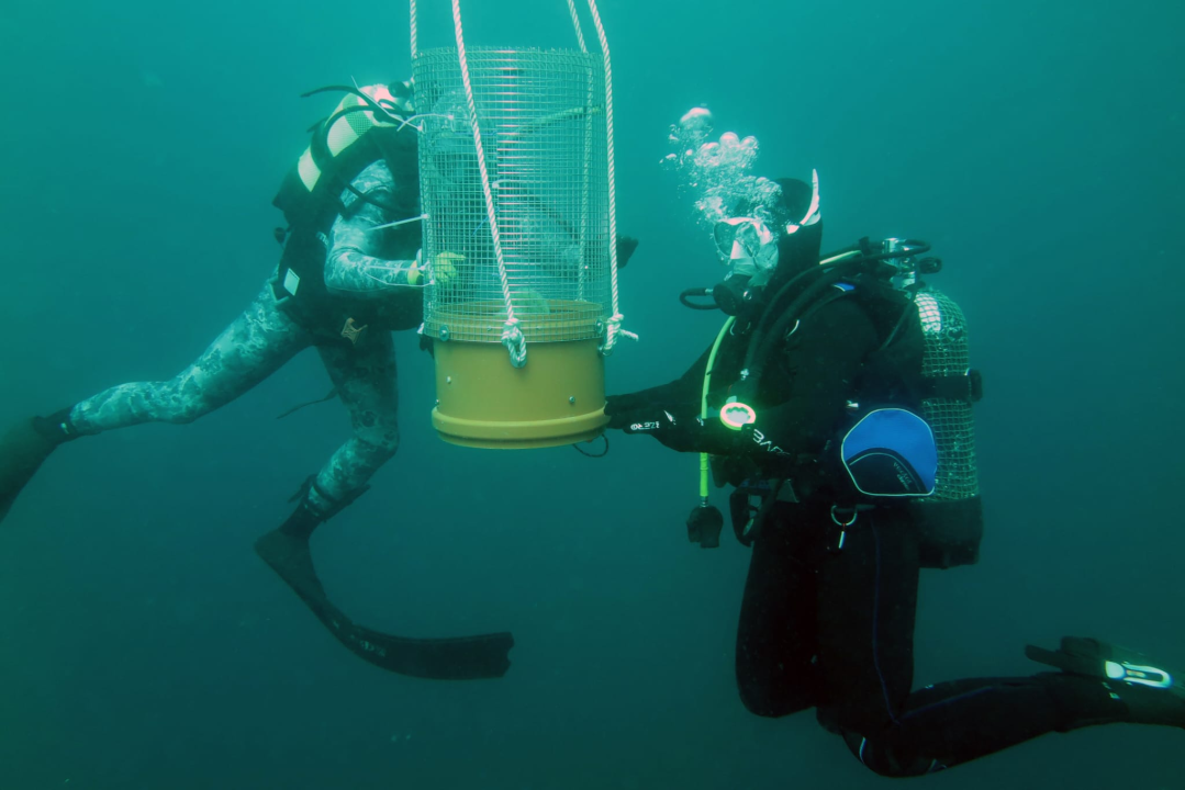 U Šibeniku prvi put periske vraćene u more: Dvije se preselile u kanal sv. Ante