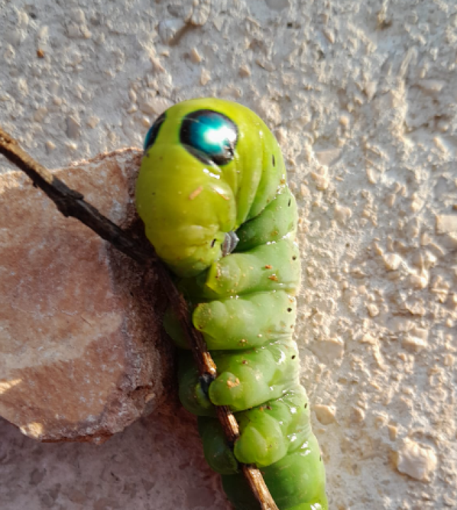 Jeste li se ikada susreli s ovom vrstom kukca?: 'Izgleda kao vanzemaljac'