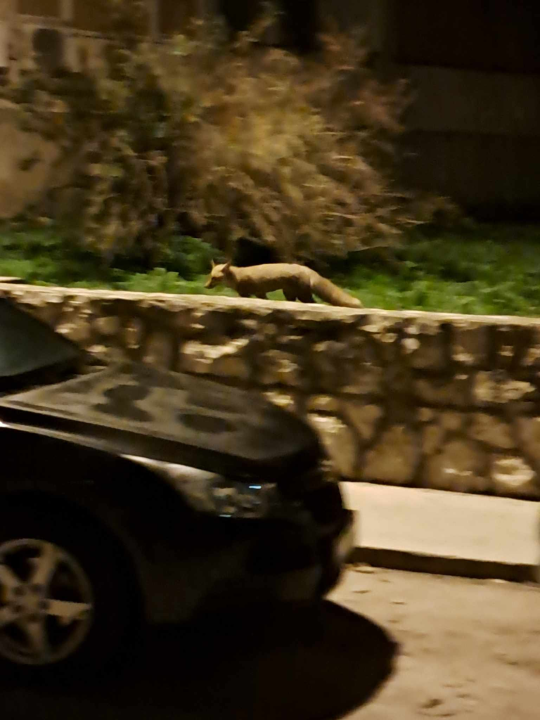 Noćna posjeta: Šibenskim ulicama šeta umiljata lisica