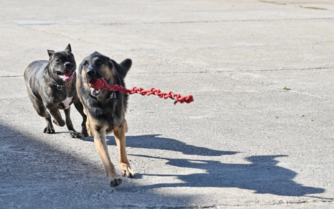 Marko Čogelja savjetuje kako dobro odgojiti psa