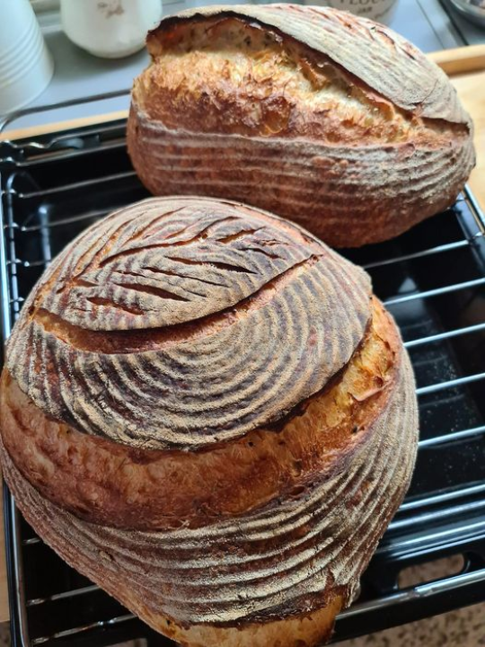Šibenčanka Sanja maherica je za sourdough kruh, a njezin starter Špiro ide s njom i na putovanja