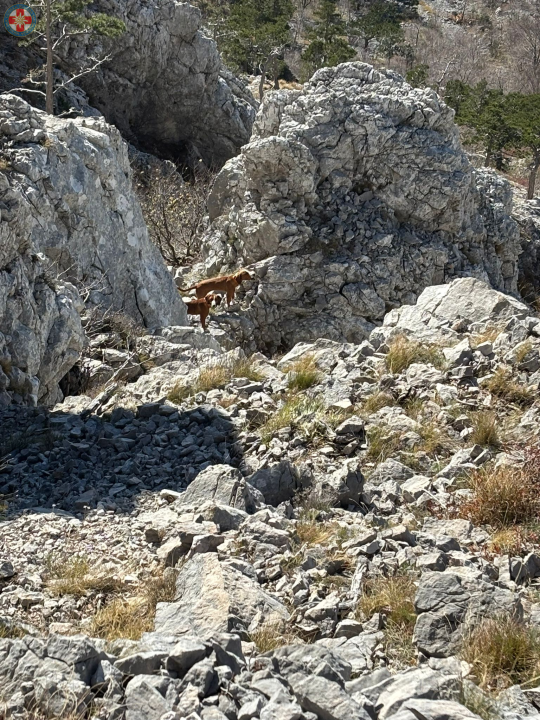 Šibenski HGSS-ovci spasili dva lovačka psa na surovom terenu Dinare