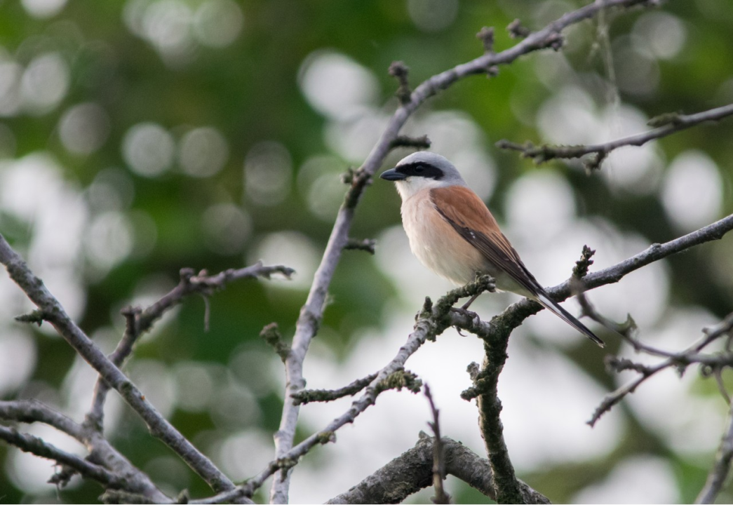 Ovo je hrvatska ptica godine 