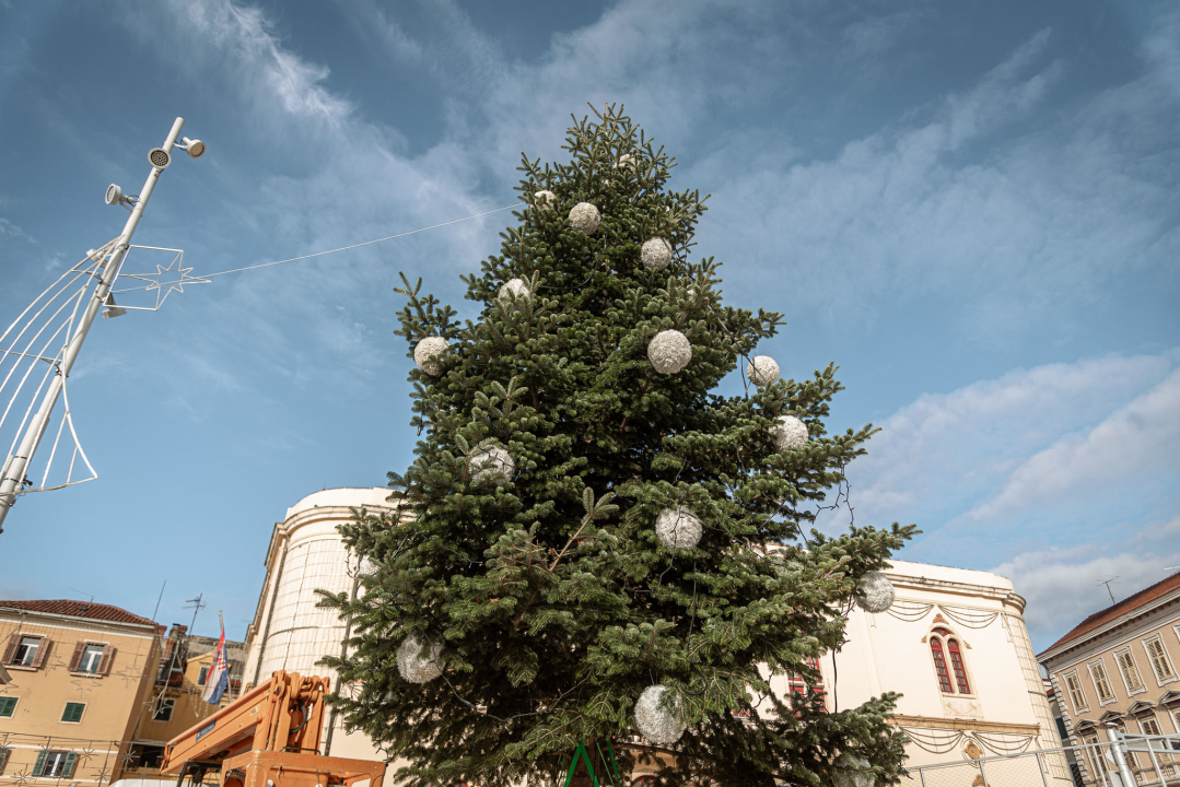 Korak po korak do blagdanskog sjaja: Kiti se prva prava šibenska jelka na Poljani