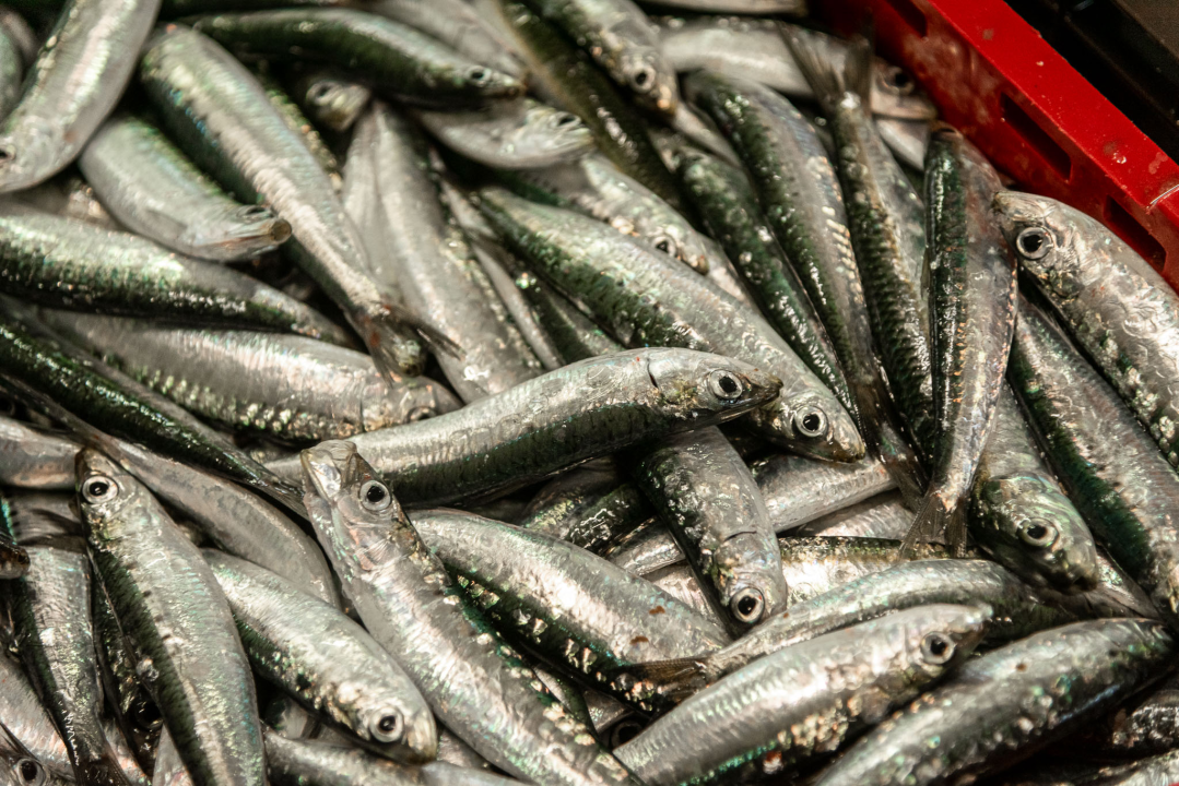 Svakodnevica šibenske peškarije: Uobičajena ponuda, uobičajeno prigovaranje 