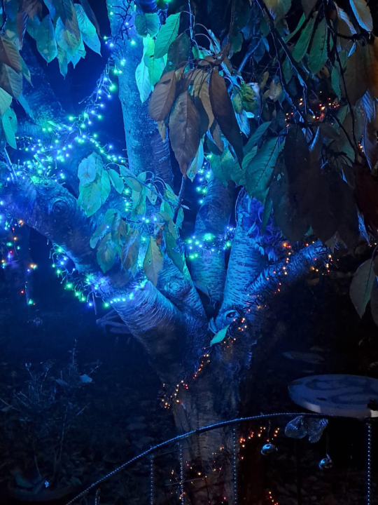 Božićni vrt obitelji Vlahov oduševljava: Blista s 27 tisuća lampica