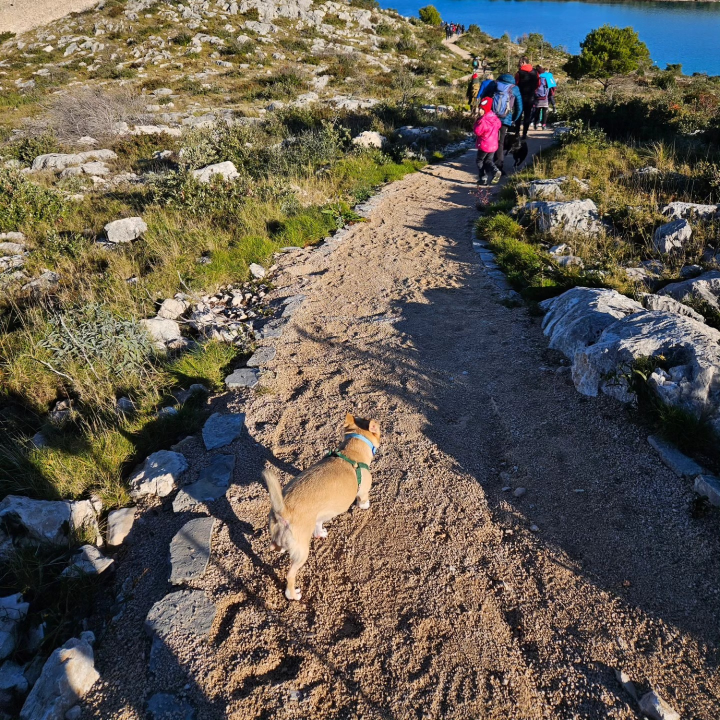 Brojni Šibenčani jutro proveli u šetnji na poluotoku Oštrica