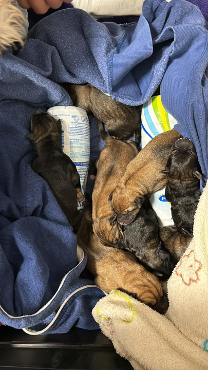 Devet slatkih štenaca iz Oklaja traži privremeni dom i pomoć u othrani