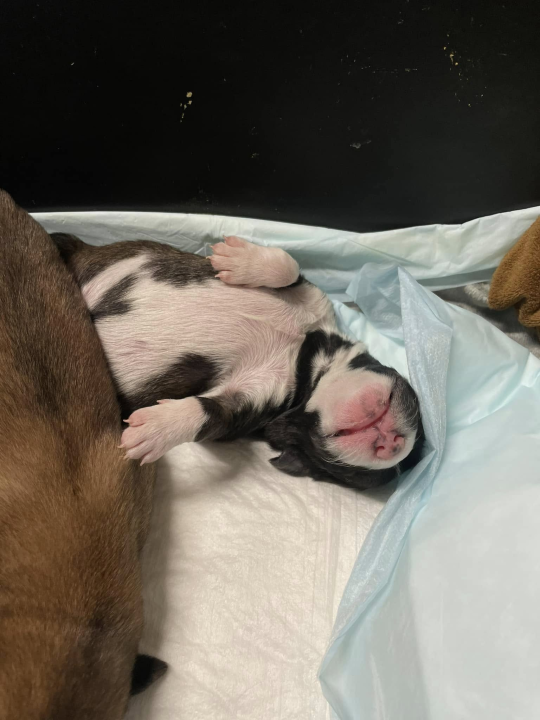 Devet slatkih štenaca iz Oklaja traži privremeni dom i pomoć u othrani