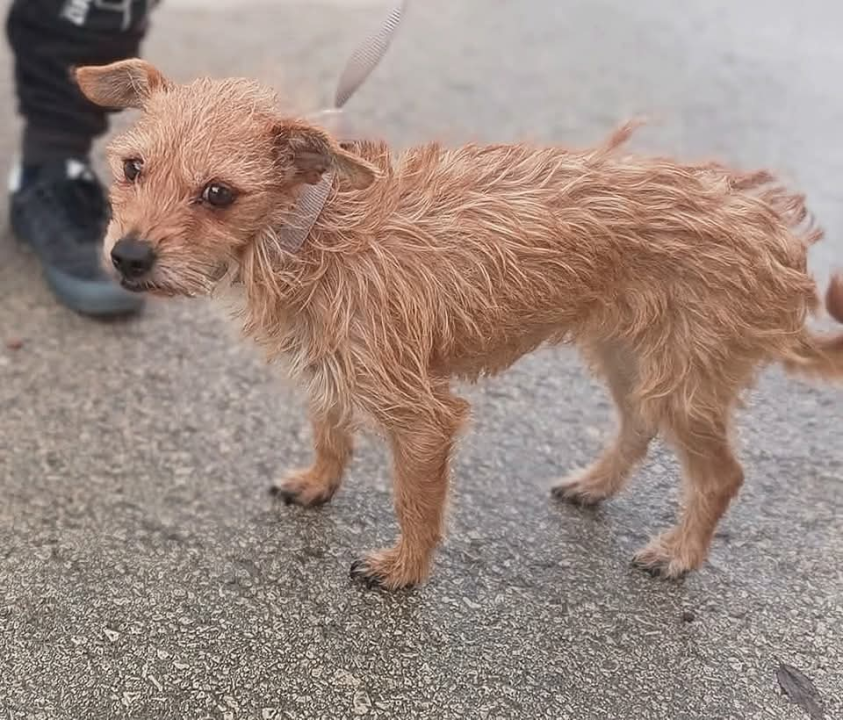Mala iz Šibenskih šapa traži novi dom: Preslatka kujica s velikim srcem čeka na vas